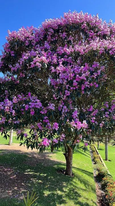 Fazenda à venda - 14 alqueires em Bela Vista de Goiás - diretamente com o proprietário - Foto 10