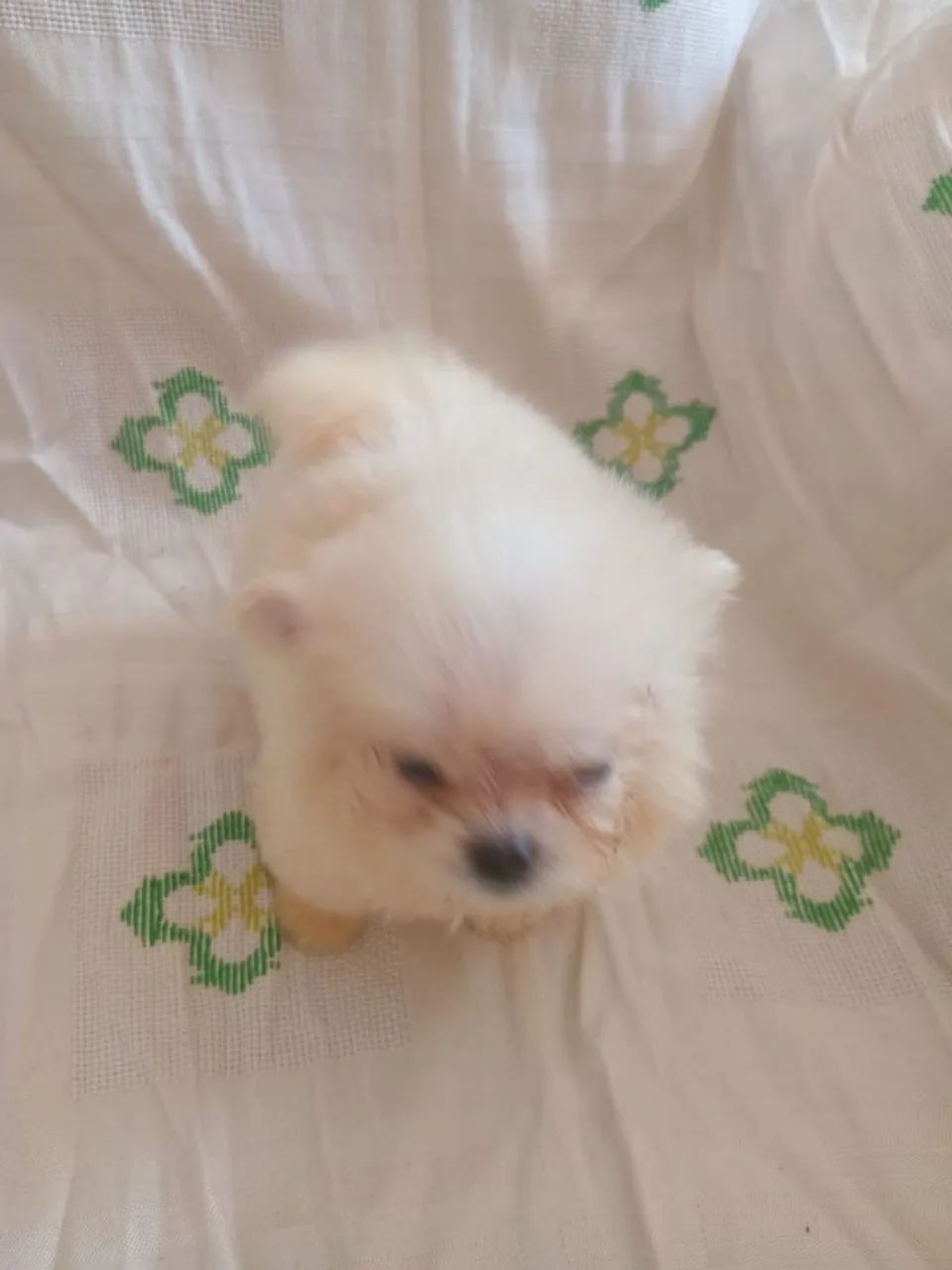 VENDO MISTURINHA  - Foto 2