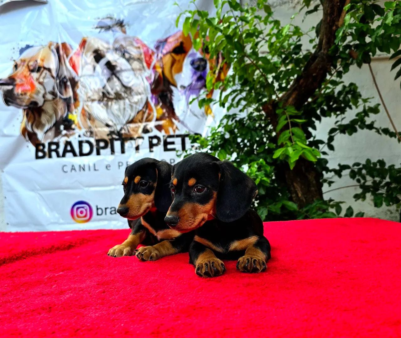 Filhotes MACHOS de Dachshund (Teckel) - @BRADPITTPETS - Foto 4