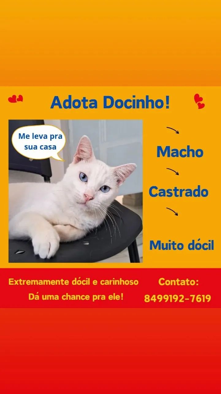 Gatinho dócil e carinhoso para adoção