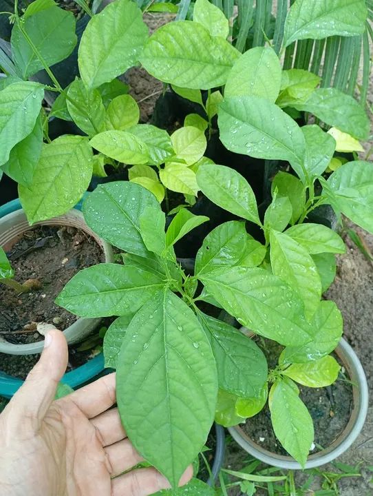 Mudas de maracujá doce amarelo - Foto 3