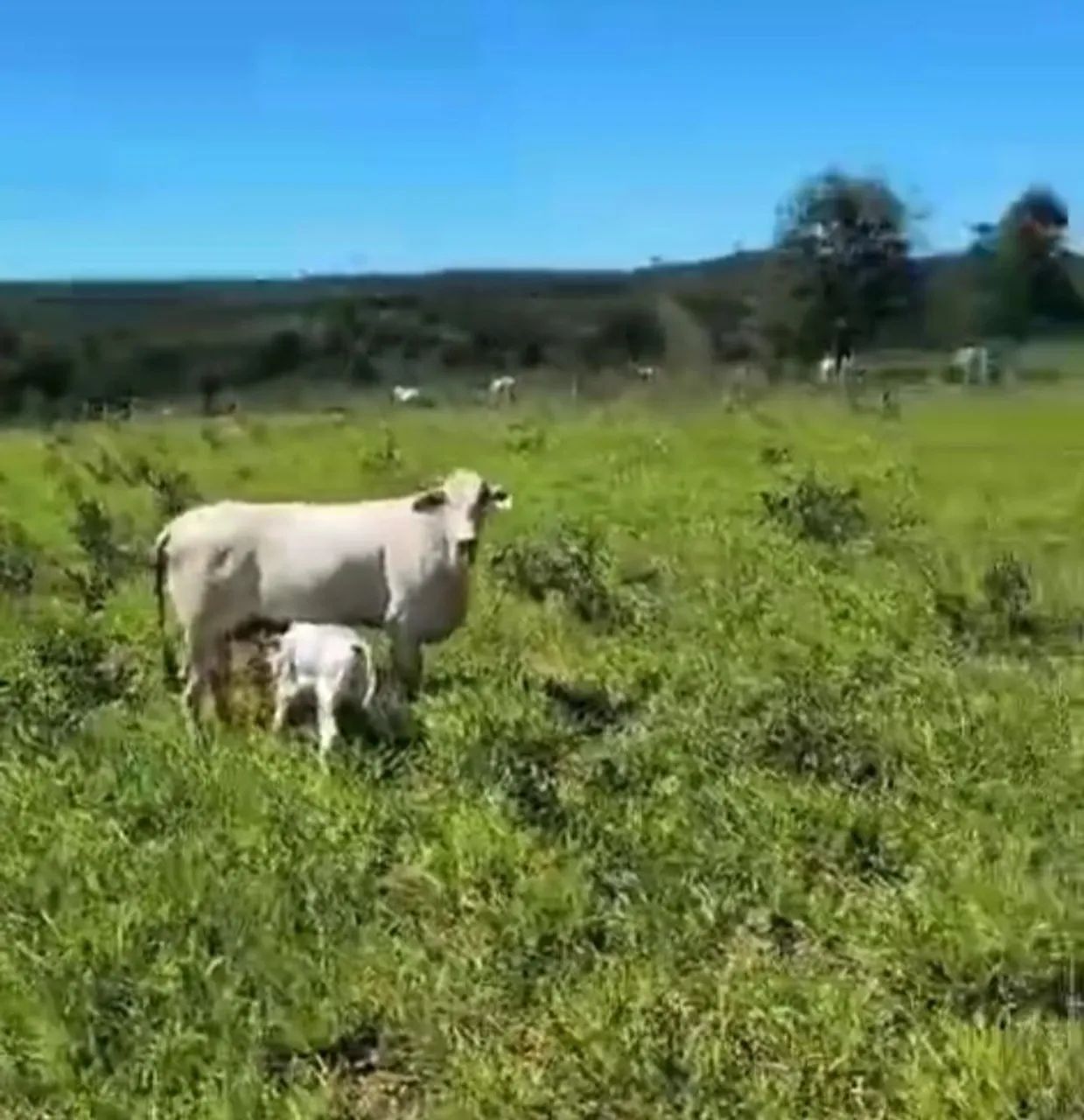 1500 para gado top barata pag parcelado - Foto 3