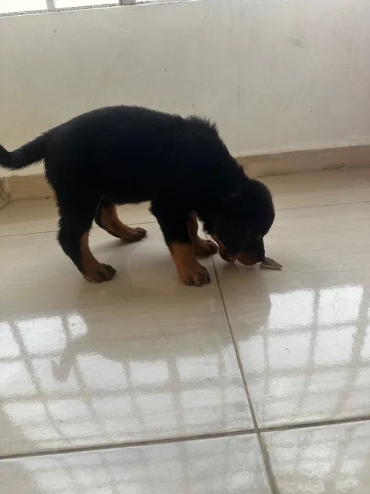 Filhote Rottweiler