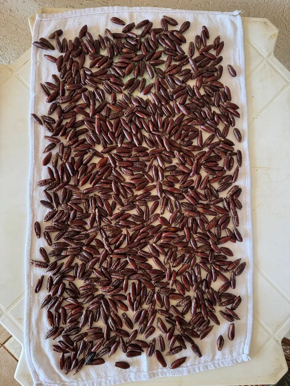 Sementes de tamareira dactylifera medjool (sementes importadas) - matrizes importadas  - Foto 2