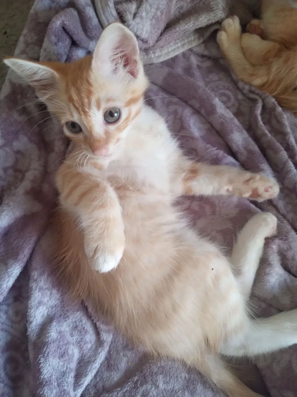 Adoção gatos - Foto 5