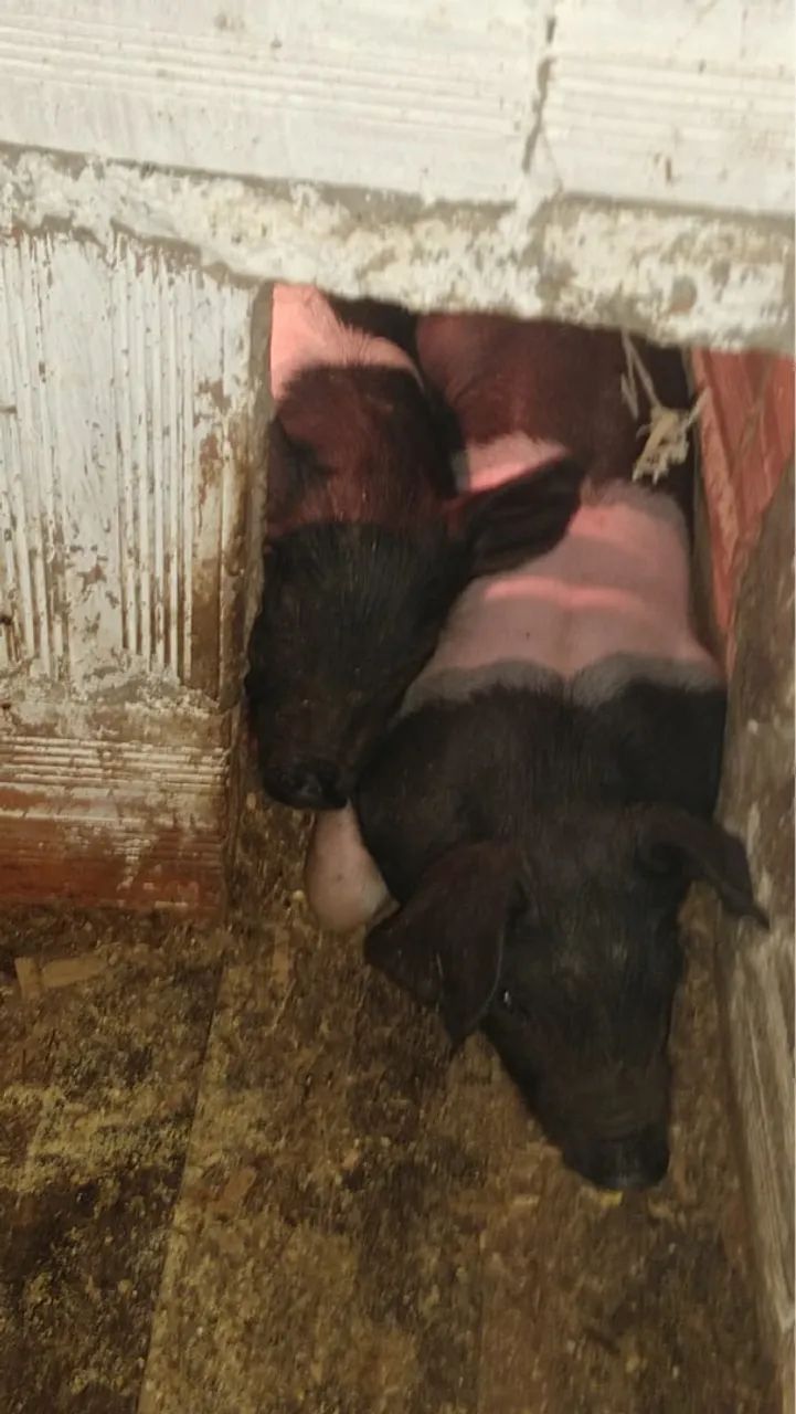 Porco, leitão, duroc, black e black faixa  - Foto 5