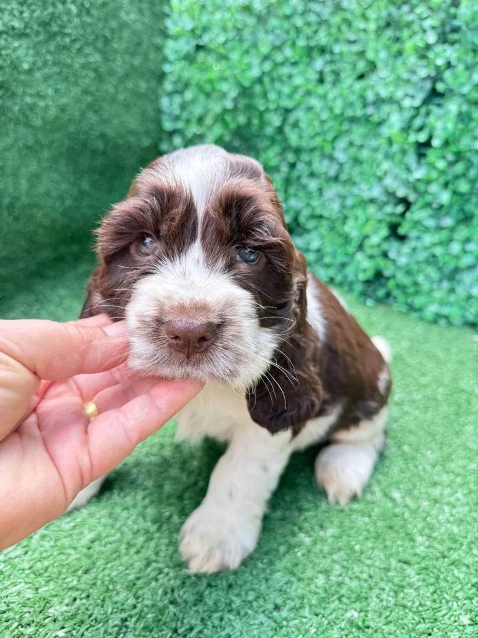 Cocker Spaniel macho - Foto 5