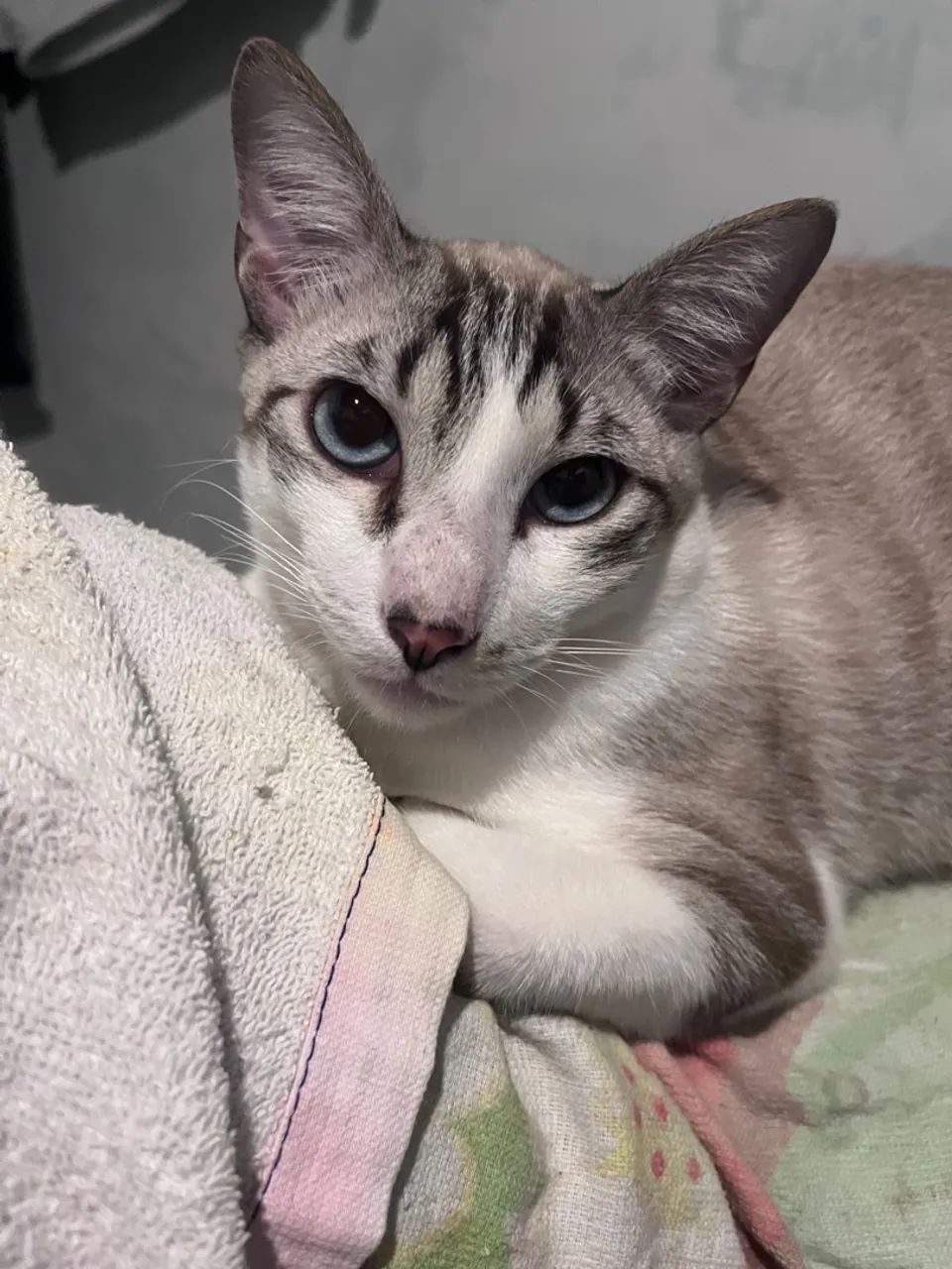 adoção responsável 