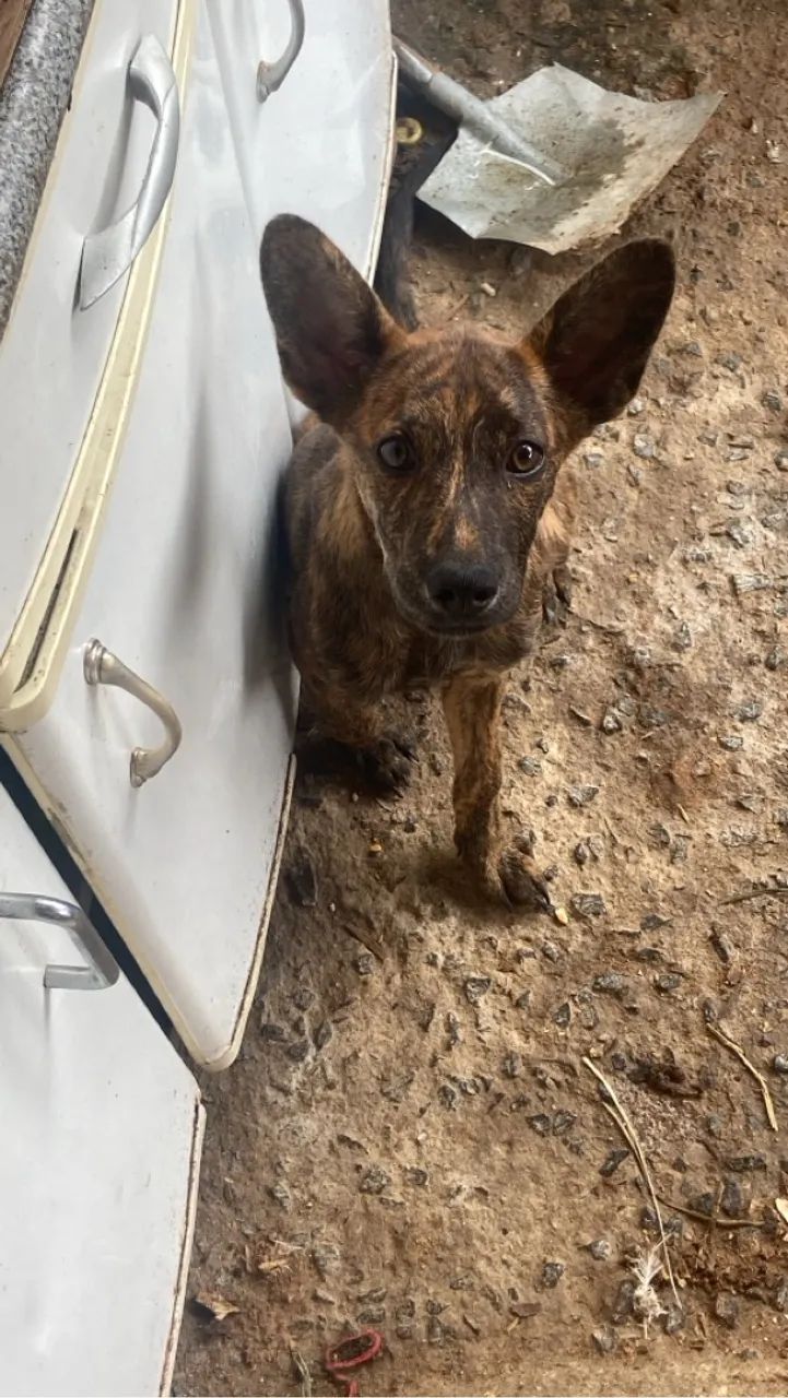 Cachorra femea para adoção responsável 