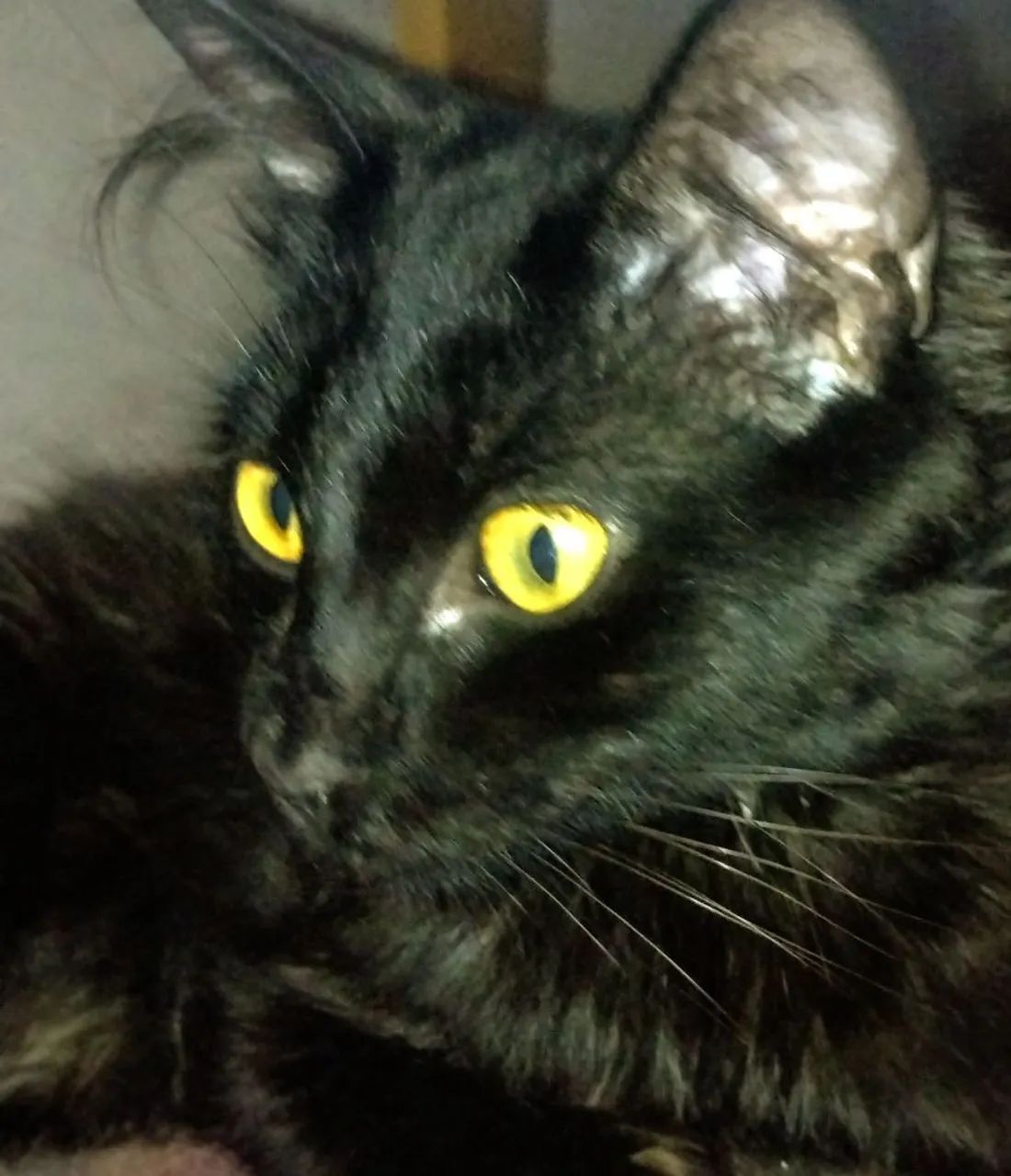 Urgente gato para adoção  - Foto 3