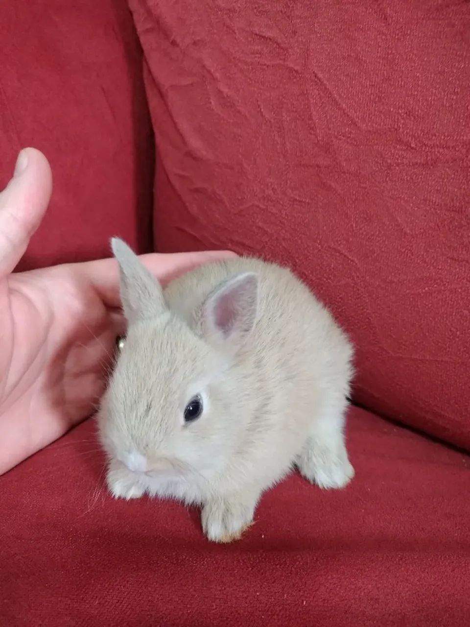 Coelhos mini lindos (sou de Jundiaí- SP) - Foto 4