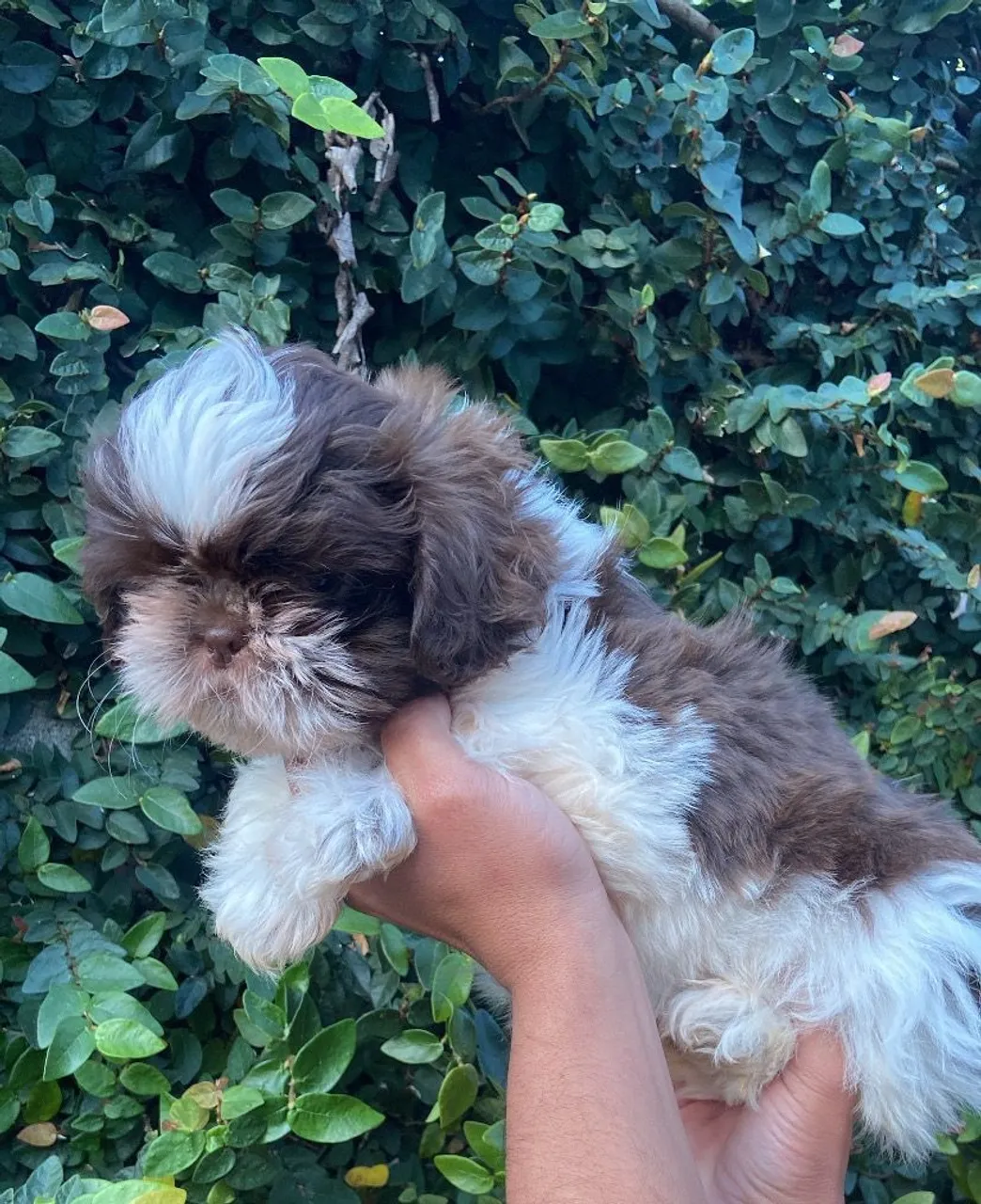Filhote Shih Tzu para adoção