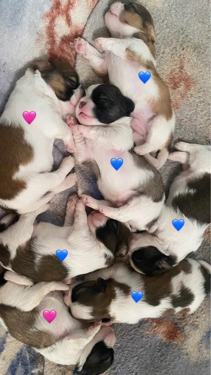 Filhotes Shih Tzu 