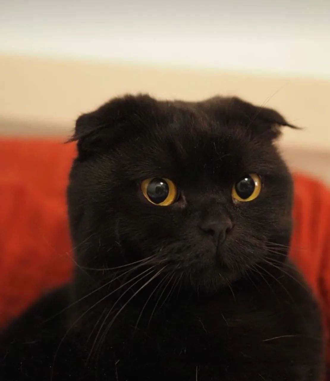 Scottish Fold Filhotes Adoráveis na Cor Preto - Foto 3