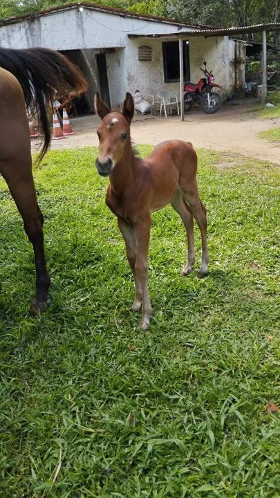 POTRO + EGUA(Don Diego Lad) QM PUROS - Foto 2