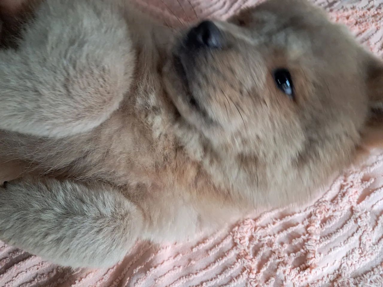 Filhote de Chow-Chow - Foto 5
