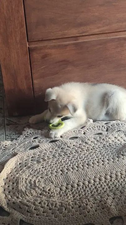 Filhote Husky siberiano  - Foto 4
