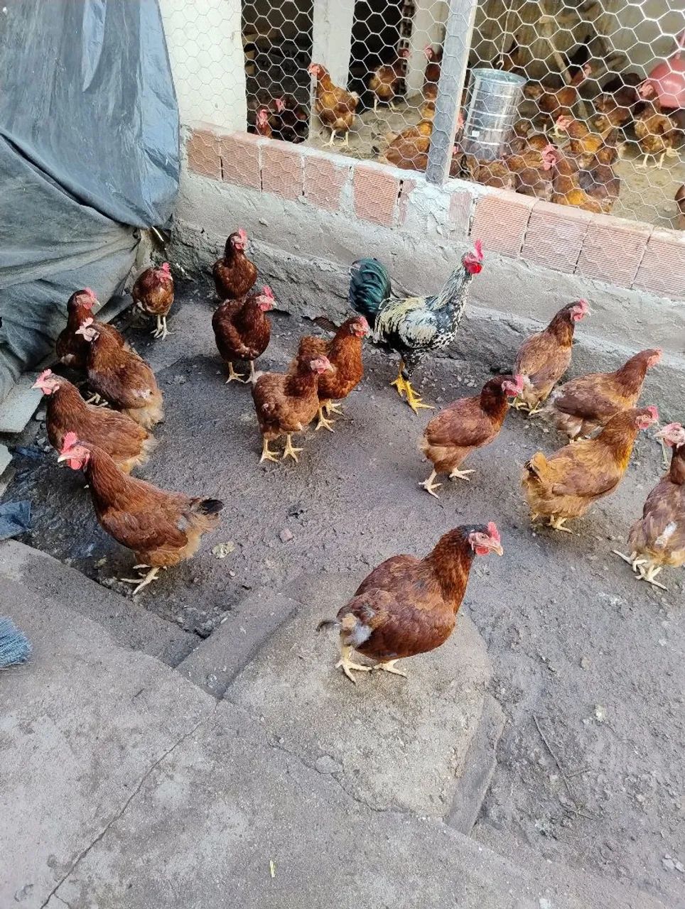 Ovos galados Embrapa 051 (galinha poedeira)