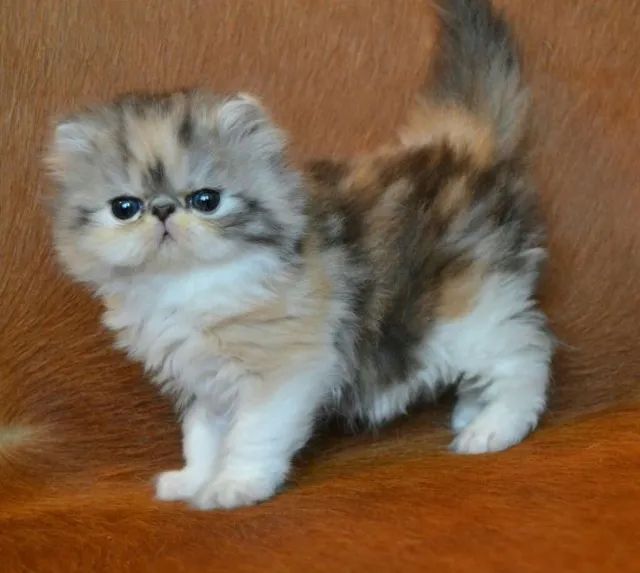 Filhotes de gatinho persa aguardando um lar  - Foto 2