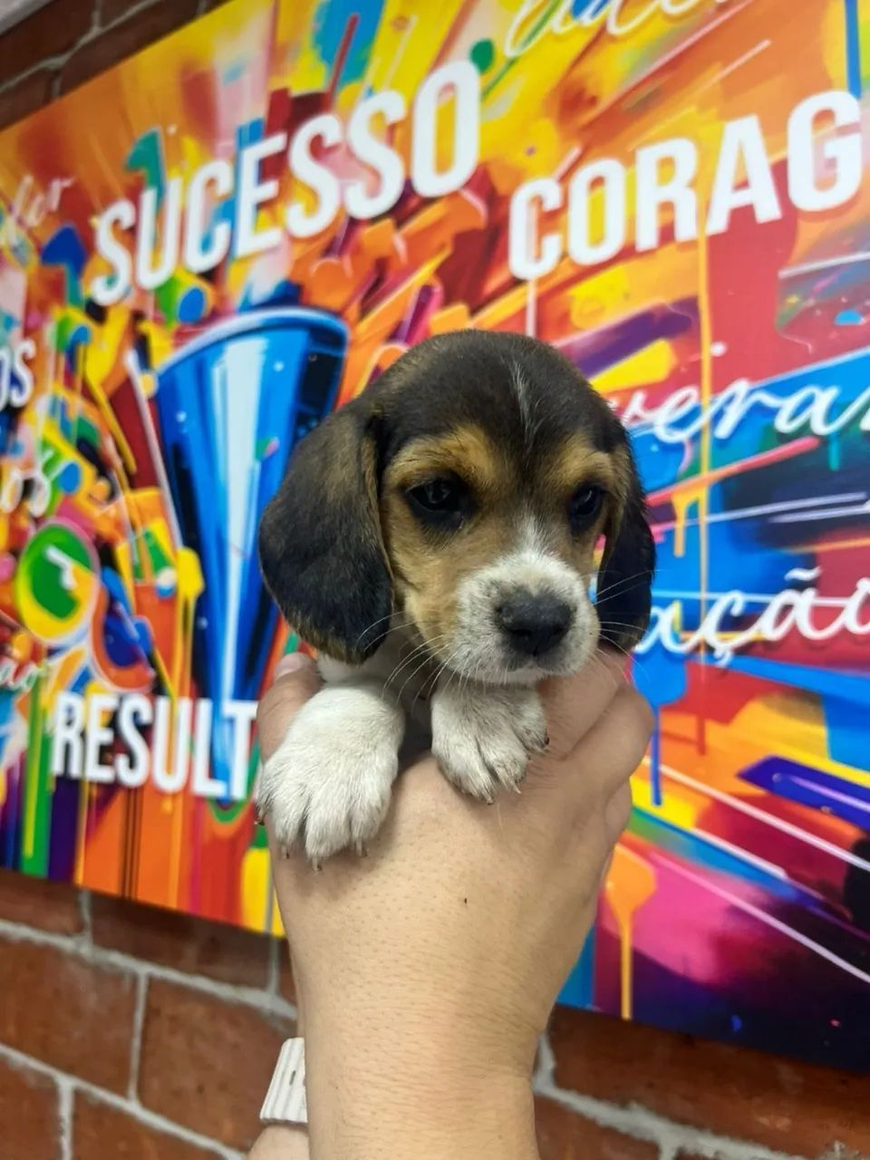 Beagle tricolor 