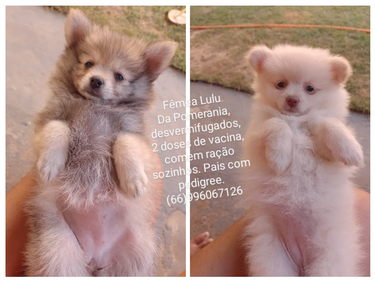 Vendo filhotes fêmea.