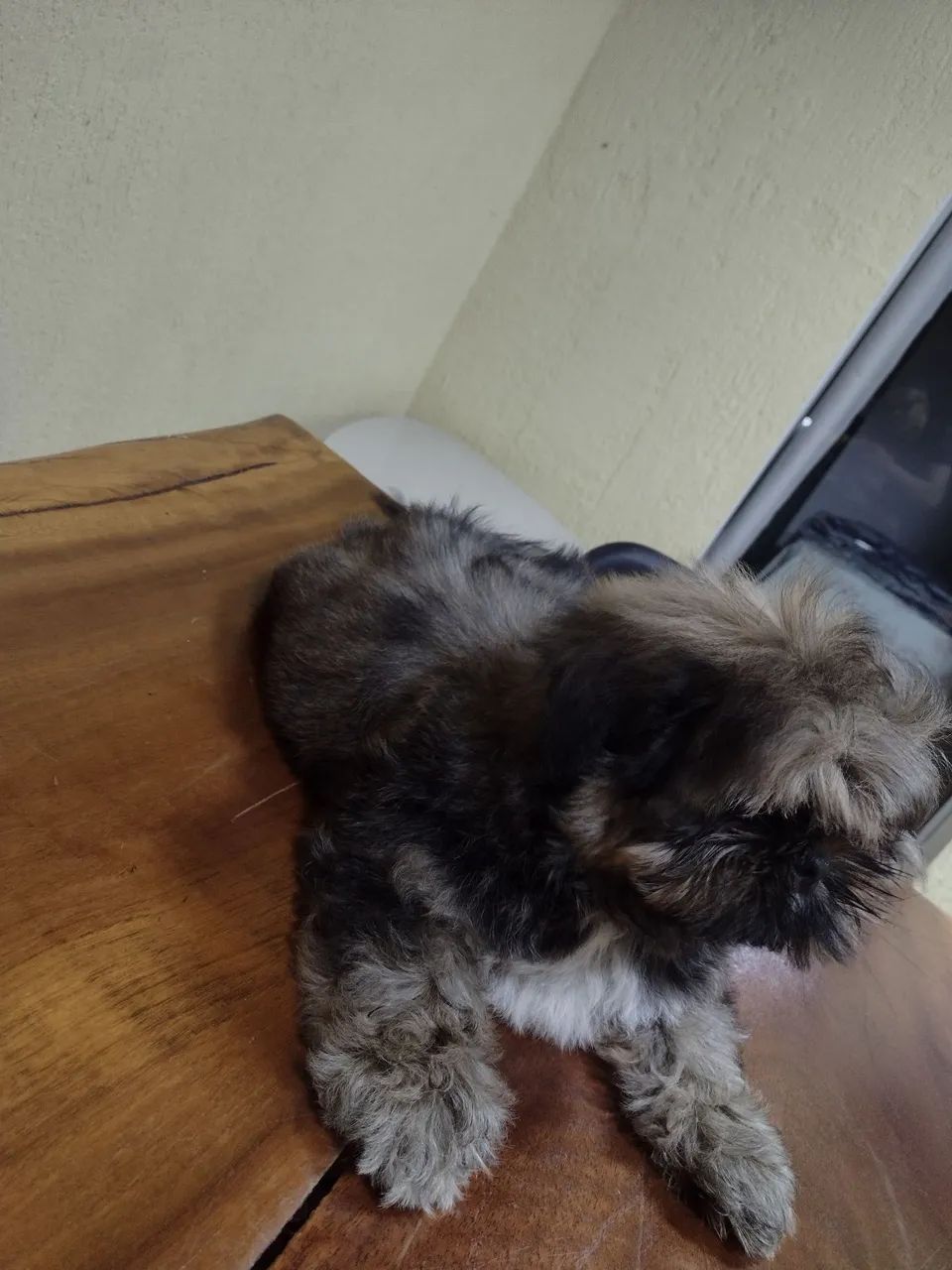 Shih Tzu filhote - Foto 3