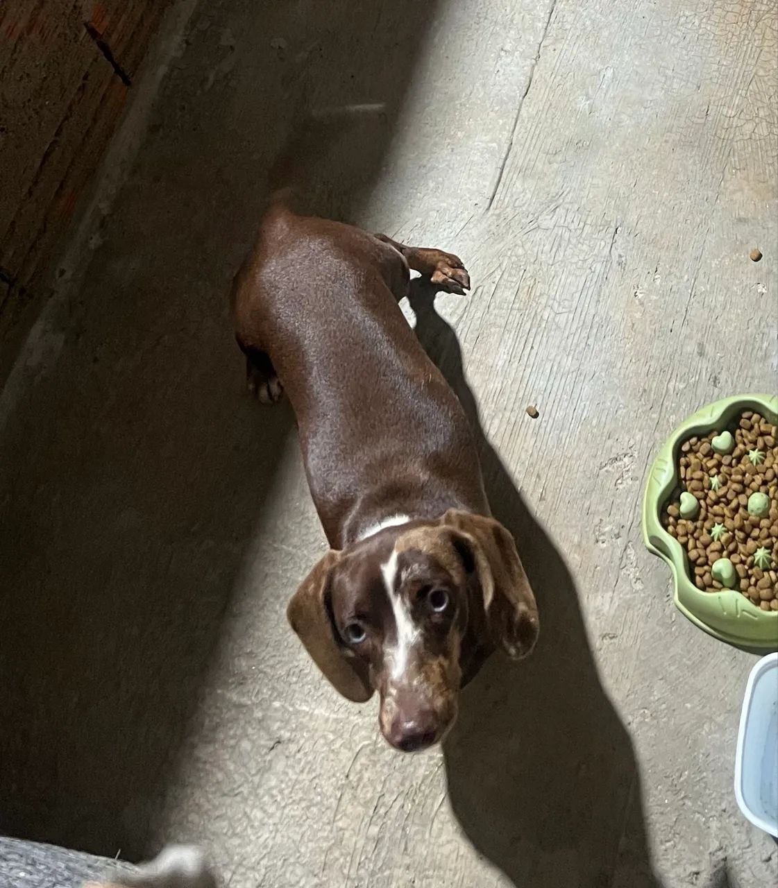 Dachsrund fêmea chocolate alerquim! 10 meses