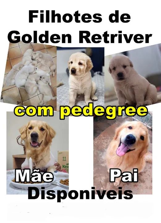FEMEA golden retriever 100% puro com pedegree - Foto 4