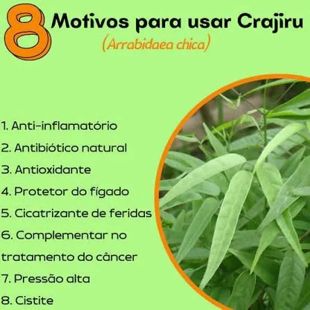 Mudas de Crajiru (Arabidaea Chica) - Foto 3
