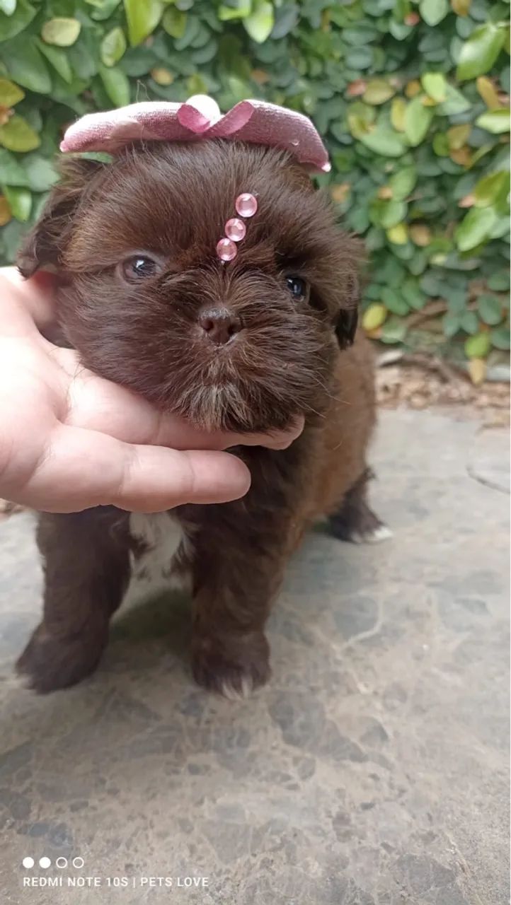 ShihTzu fêmea chocolate - Foto 2