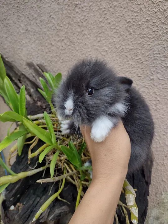 Mini Lion alto padrão  - Foto 4