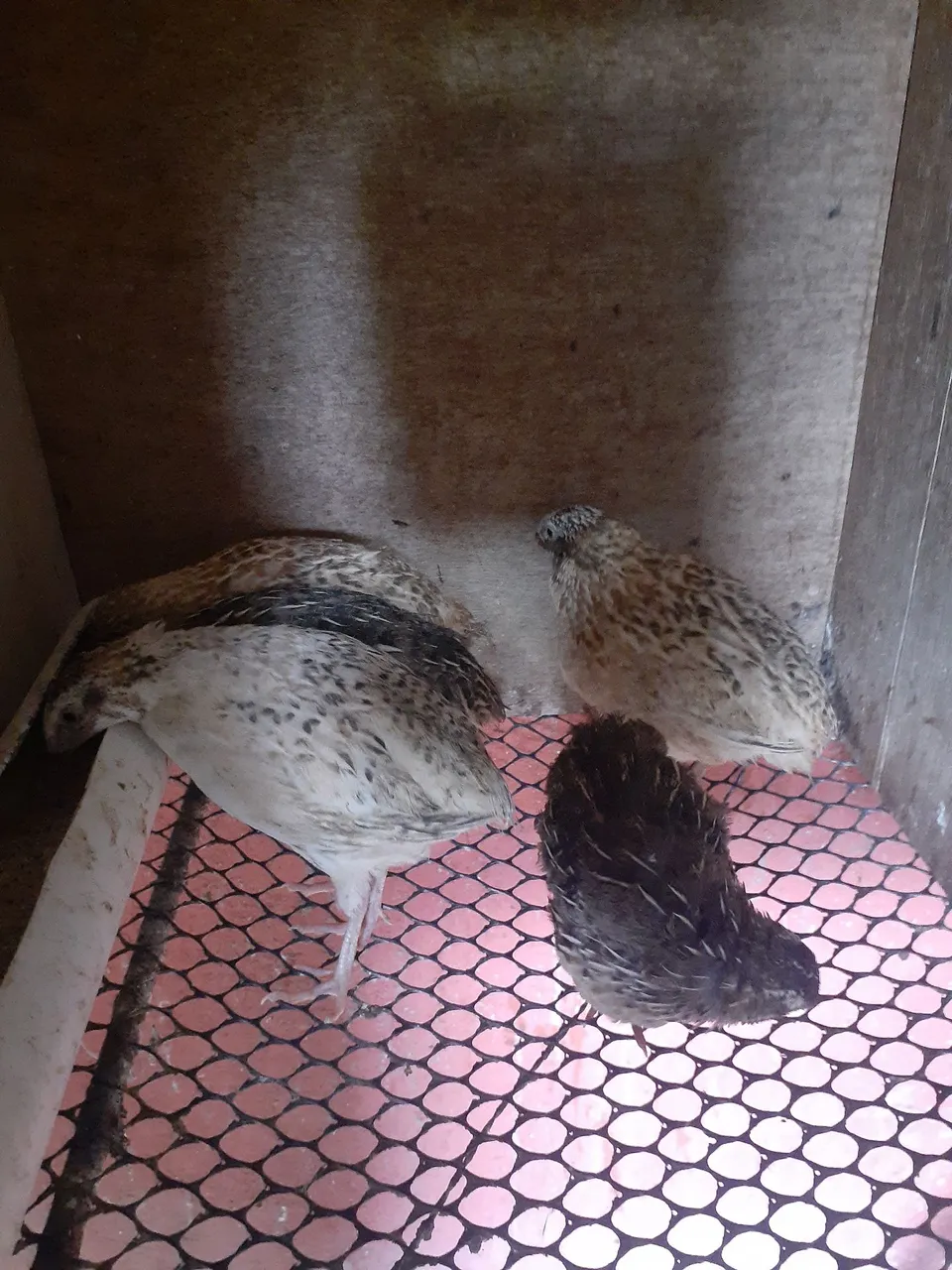 Vendo , codornas gigantes