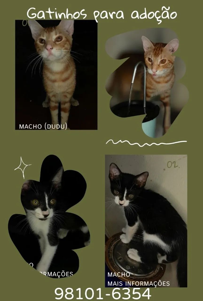 Gatinhos fofinhos para adoção! - Foto 3