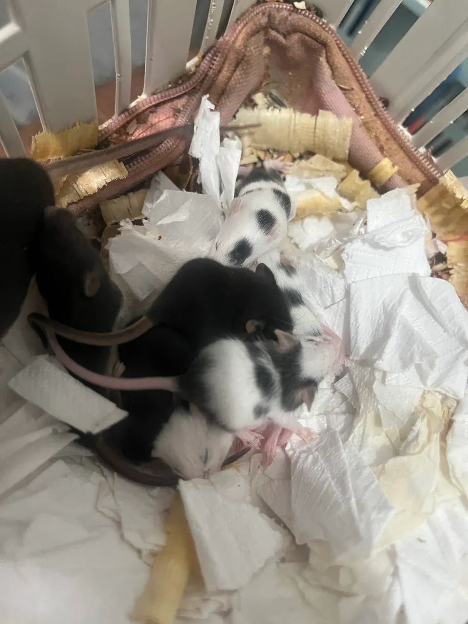 Hamster Topolino  - Foto 3