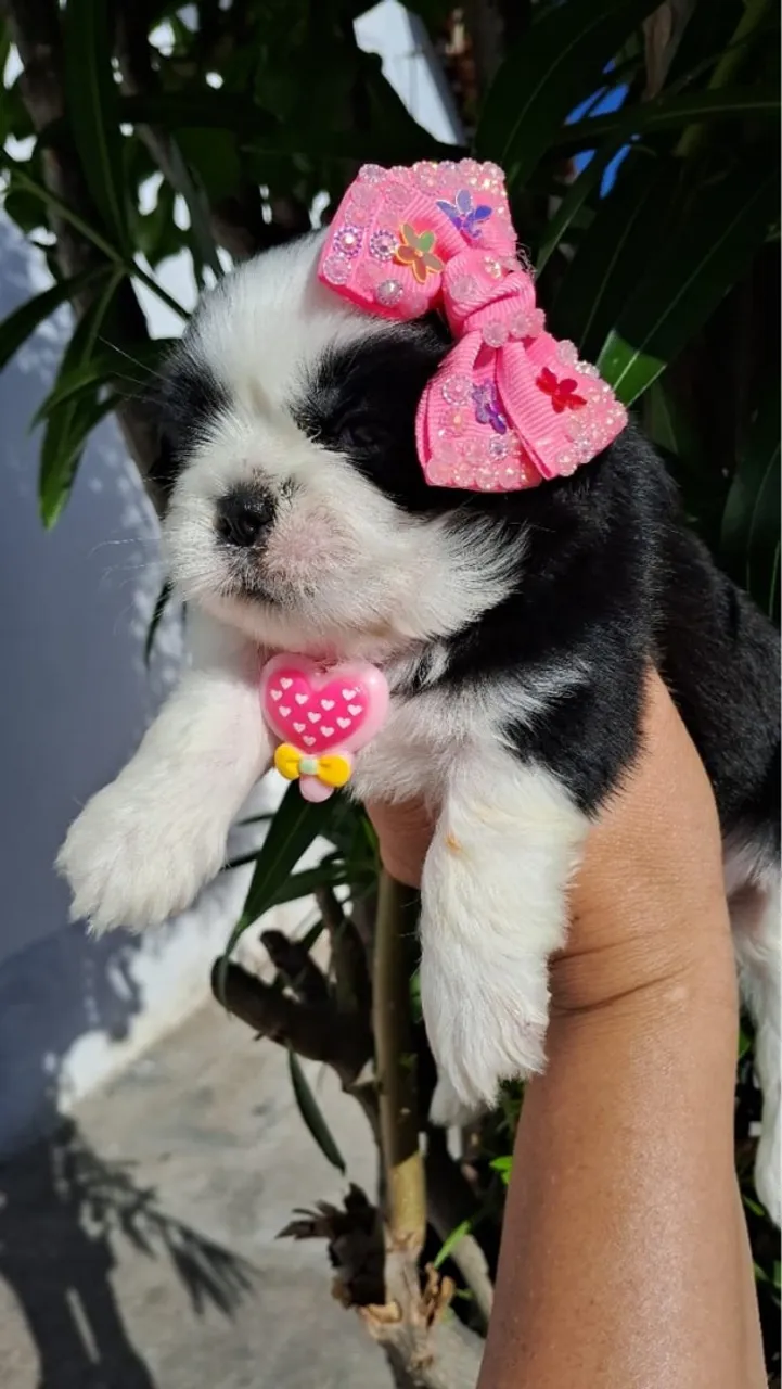 Shih tzus minis fígados