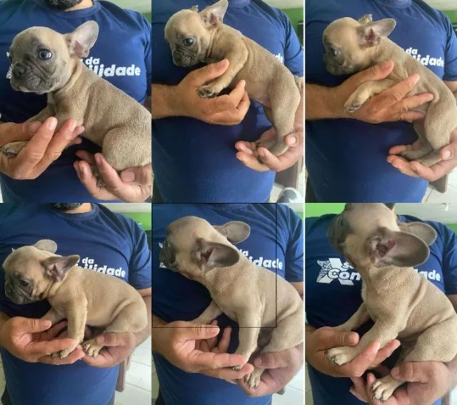 Buldogue Frances - Foto 3