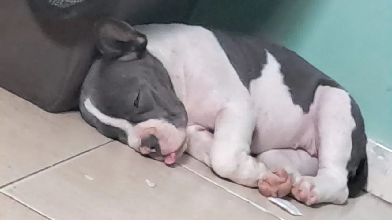 American bully blue  - Foto 3