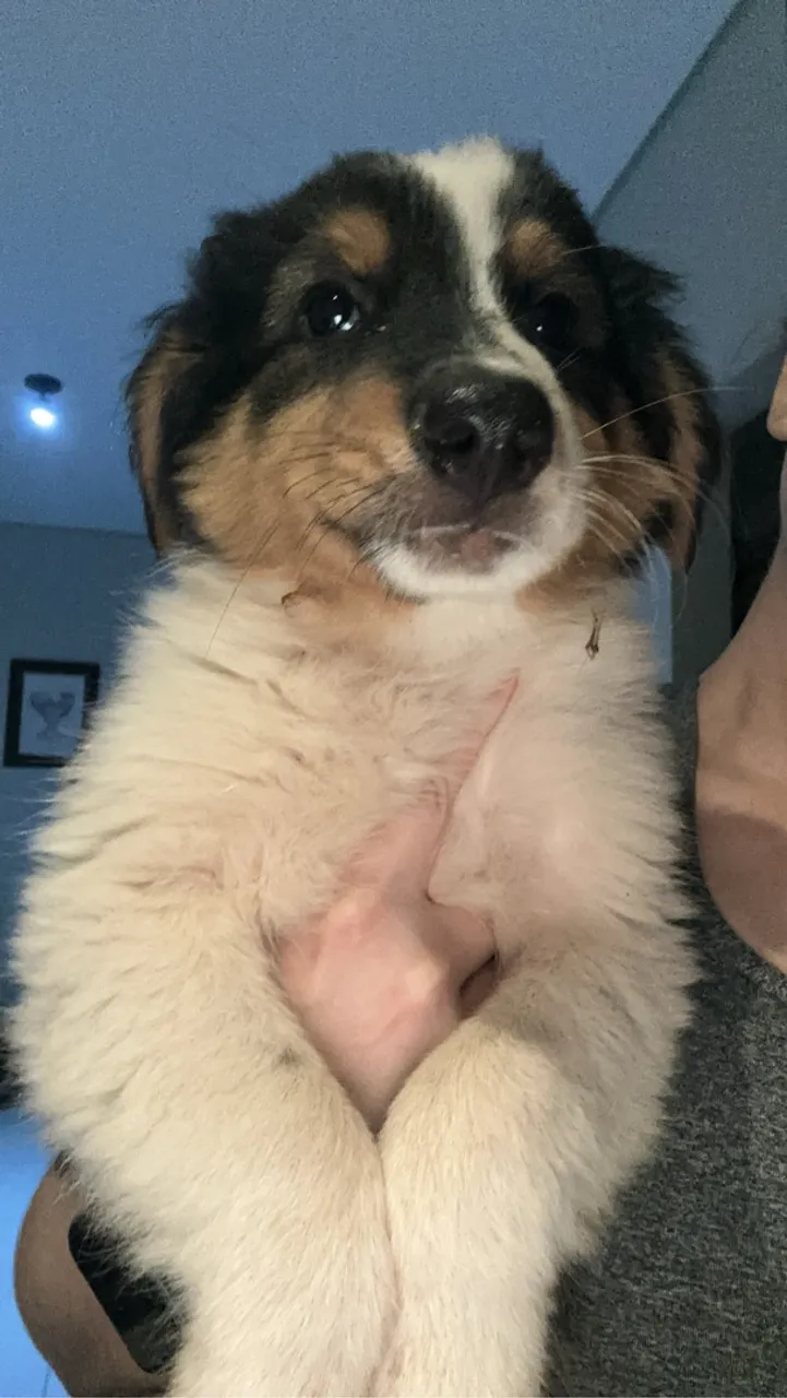 Filhote de cachorro lindo e fofo