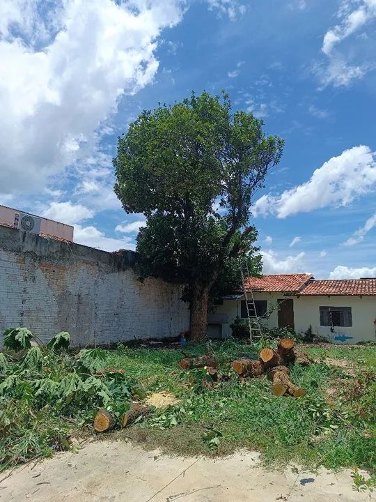 Serviços de poda e retirada de árvores - Foto 3