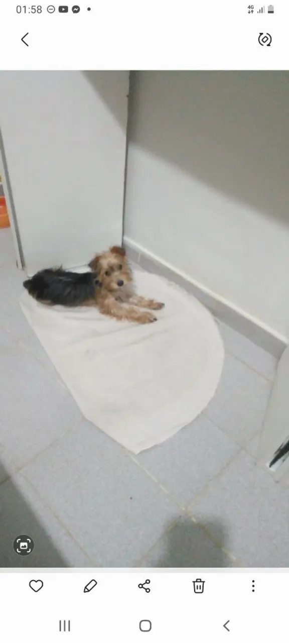 Yorkshire Terrier Filhote