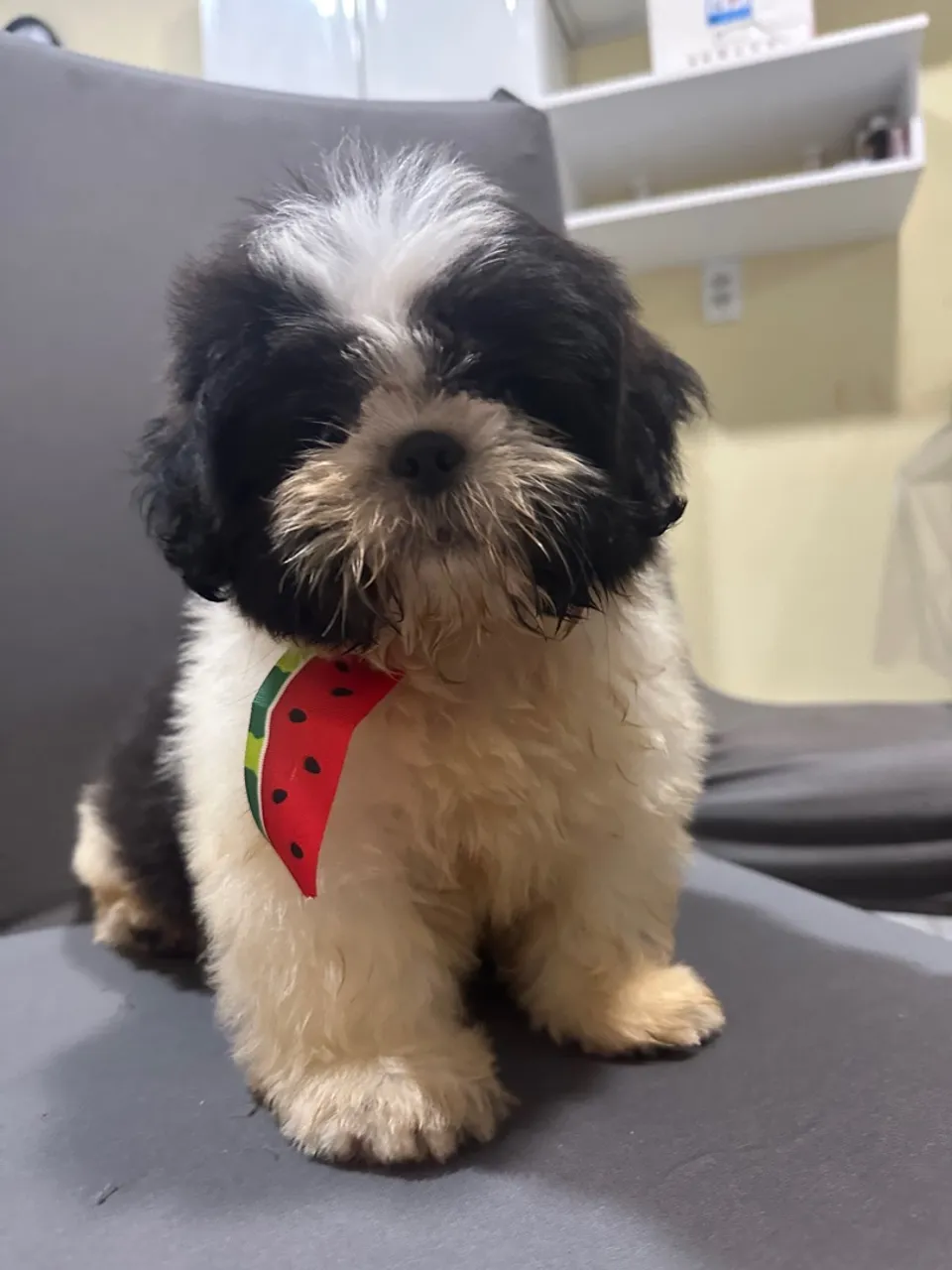 Filhote Shih Tzu fofo à venda