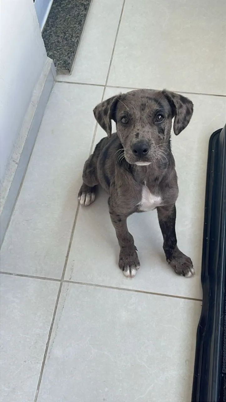 DOAÇÃO DOG ALEMÃO  - Foto 4