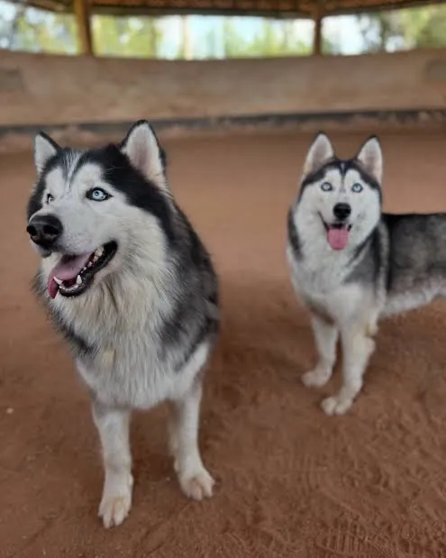 Estou doando um casal de husky siberiano, motivo de viagem (zap *6)