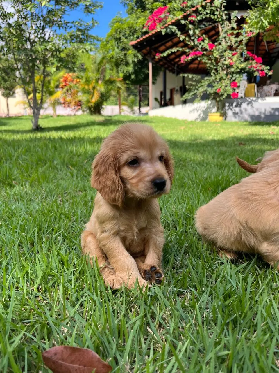 Cocker Spaniel Inglês Macho