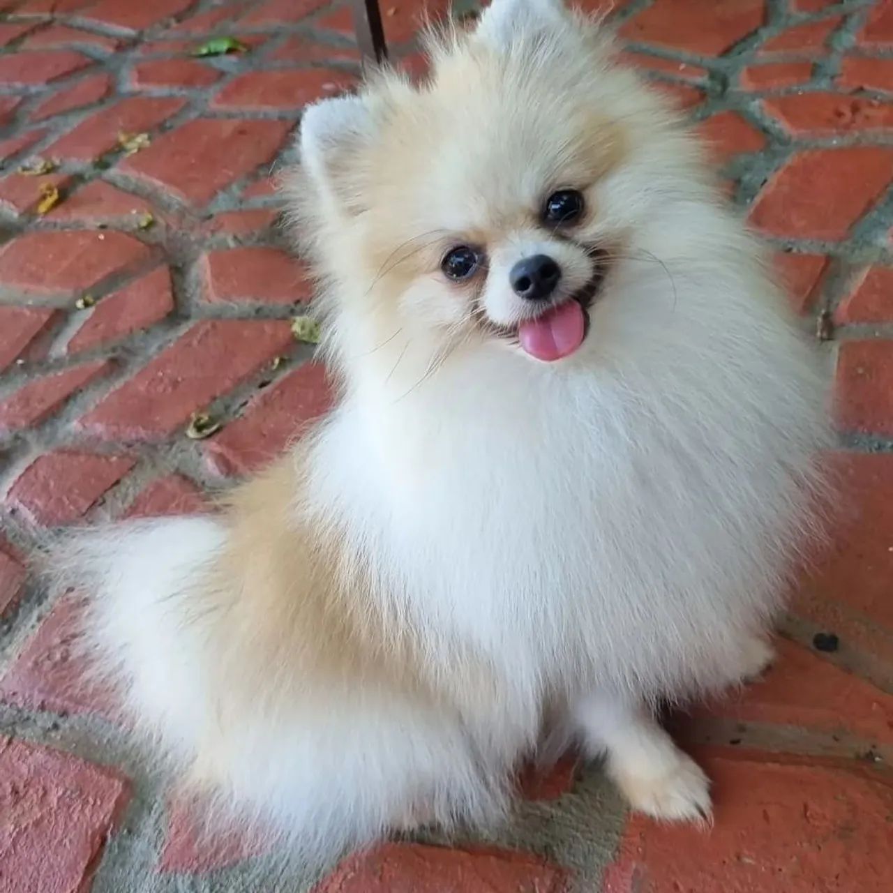 Lindos lulus com pedigree adultos e filhotes
