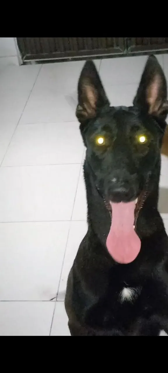 Filhotes de Pastor Belga Malinois 