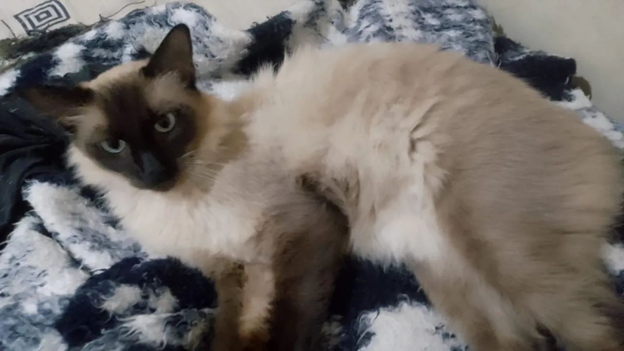 Gatinhos para adoção - Foto 6