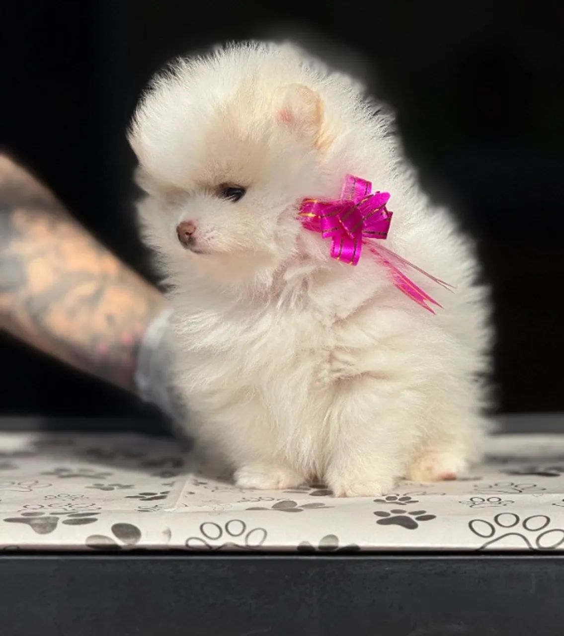 Spitz Alemão com Garantia de Saúde e Parcelamento em até 12x