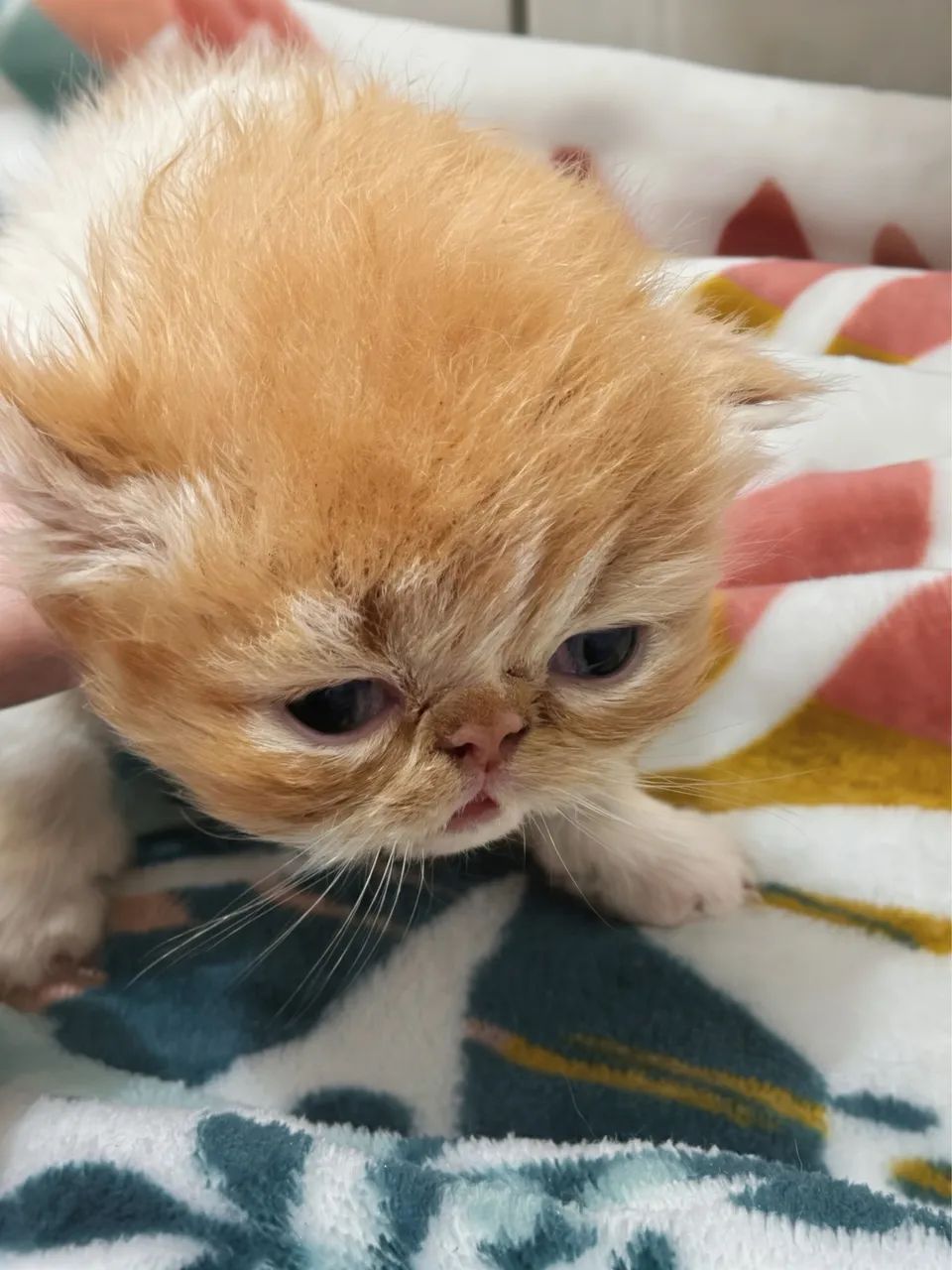 Gato persa  - Foto 4