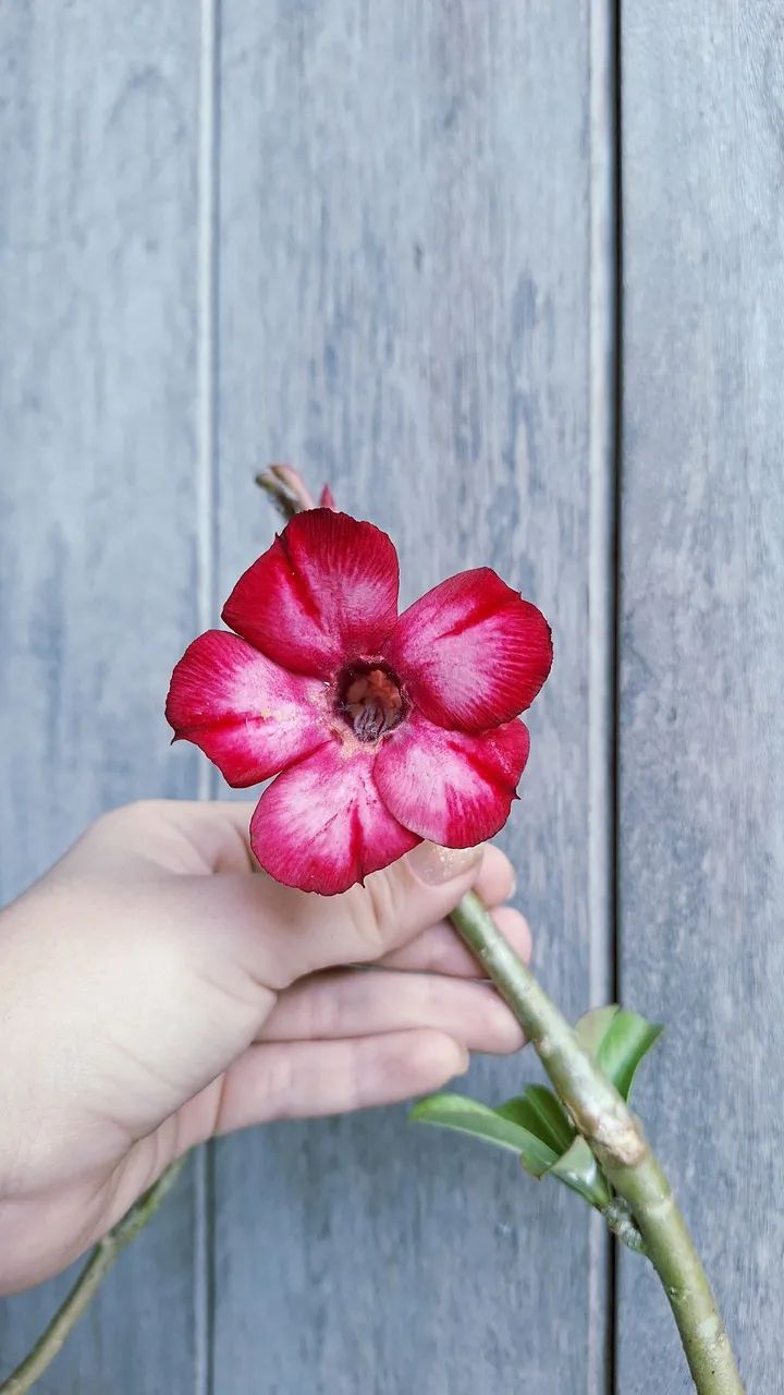 Rosas do deserto variadas - Foto 2